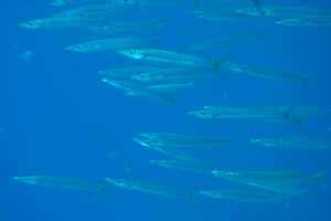 Barracudaer.jpg (365934 byte)