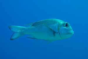 Big-Eye-Emperor.jpg (282528 byte)