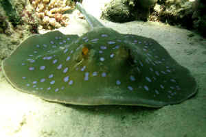 Bluespotted-Stingray-02.jpg (624221 byte)