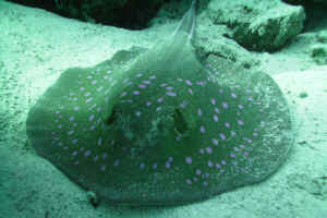 Bluespotted-Stingray.jpg (536601 byte)