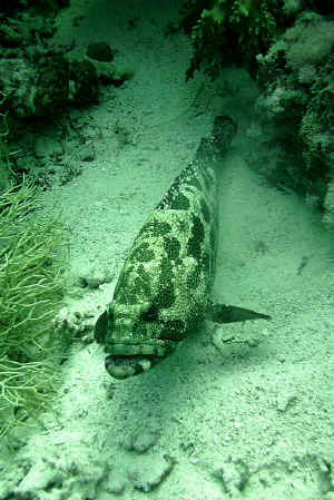 Brownmarbled-Grouper.jpg (625147 byte)