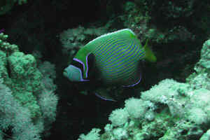 Emperor-Angelfish.jpg (566717 byte)