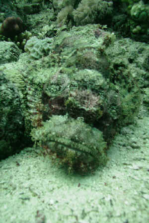 False-Stonefish.jpg (574065 byte)