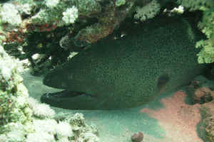 Gianr-Moray-Eel-02.jpg (583988 byte)