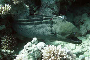 Gianr-Moray-Eel-03.jpg (593588 byte)
