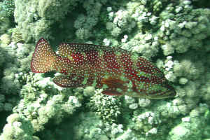 Jewel-Grouper-02.jpg (658007 byte)