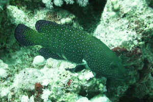 Jewel-Grouper.jpg (621250 byte)