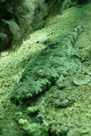 Krokodillefisk.jpg (632916 byte)