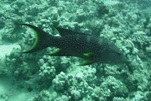 Lunartail-Grouper-02.jpg (571176 byte)