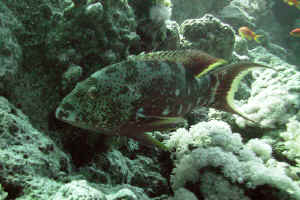 Lunartail-Grouper-03.jpg (605901 byte)