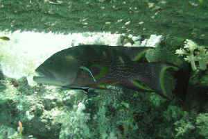 Lunartail-Grouper.jpg (624940 byte)
