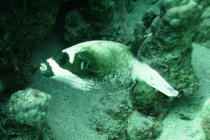 Masked-Pufferfish-02.jpg (570217 byte)