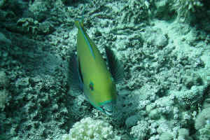 Parrot-fisk.jpg (574865 byte)