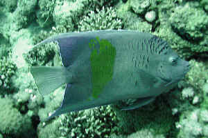 Queen-Angelfish.jpg (670612 byte)