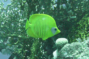 Sommerfuglefisk-Bluecheeck-.jpg (594762 byte)