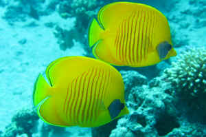 Sommerfuglefisk-Bluecheeck.jpg (302463 byte)