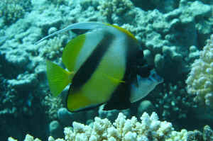 Sommerfuglefisk-Red-Sea-Ban.jpg (470157 byte)
