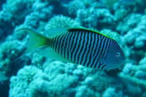 Zebra-Angelfish.jpg (350936 byte)