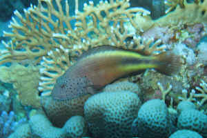 hawkfish.jpg (547250 byte)