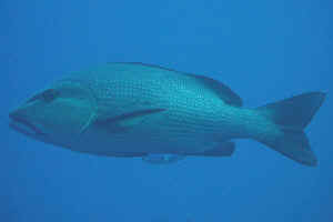 snapper.jpg (593963 byte)